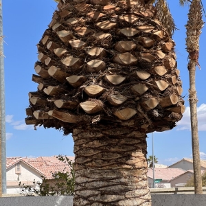 Photo of JT'S Tree Service