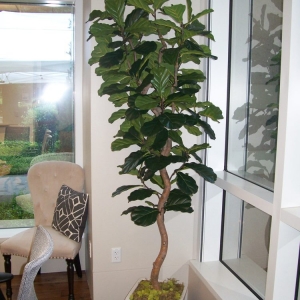 Photo of Green N' Silk