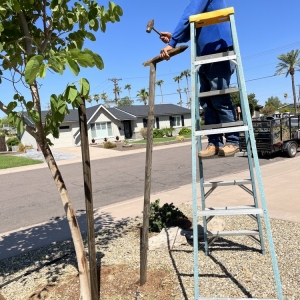 Tempe Lion Landscaping Arizona