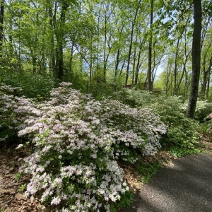 Photo of Jenkins Arboretum & Gardens