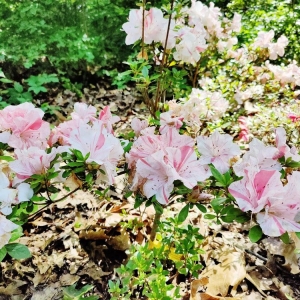 Photo of Jenkins Arboretum & Gardens
