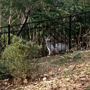 Norfolk Hurricane Fence