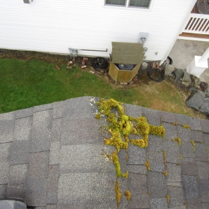 Photo of NW Moss Removal