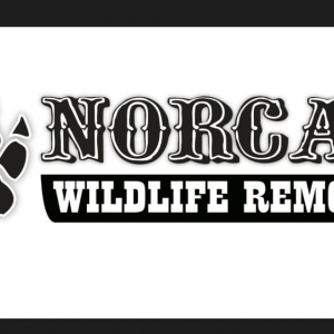 Photo of Norcal Wildlife Removal
