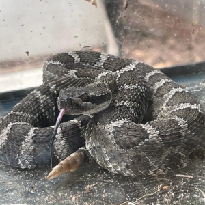 Photo of Norcal Wildlife Removal