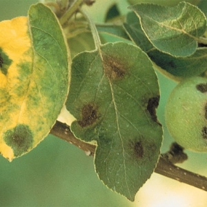 Photo of Arbor Doctor