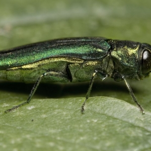 Photo of Arbor Doctor