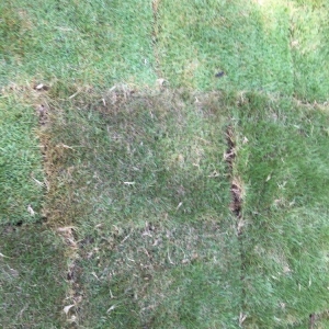 Photo of Hightower Gardens