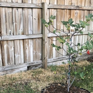West Palm Beach Xtreme Landscaping