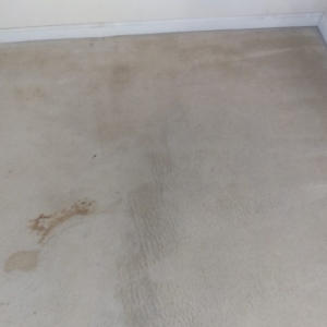 Photo of A1 Fresh & Clean Carpet Service