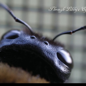Photo of Through Libby's Eye