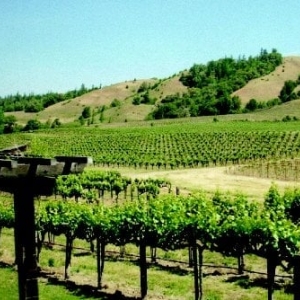 Photo of Uncorked and Decanted