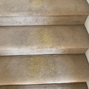 Photo of Fifth Labor Cleaning Services