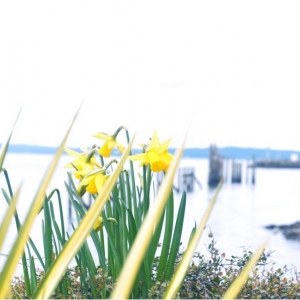 Photo of The Landing at Shilshole Bay on Puget Sound