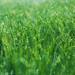 Photo of CrackerJack LawnCare