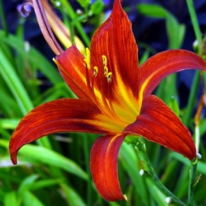 Photo of Crabtree Garden Center & Landscaping
