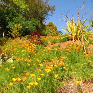 Photo of Wave Hill Landscaping and Irrigation