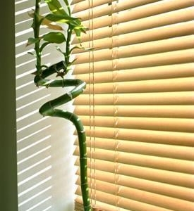 Photo of Affordable Quality Blinds