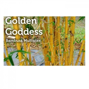 Photo of Peltons Bamboo