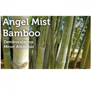Photo of Peltons Bamboo