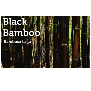 Photo of Peltons Bamboo