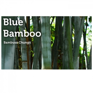 Photo of Peltons Bamboo