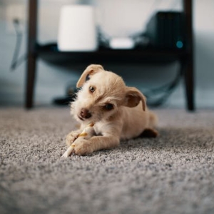 Photo of Coffeys Carpet Cleaning