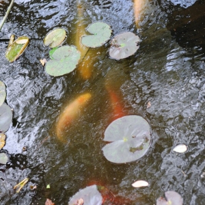Photo of Mike Riley's Landscape