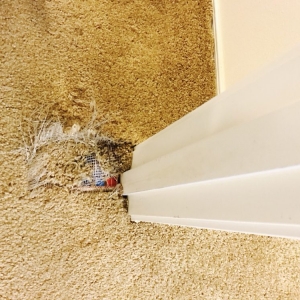 Photo of The Carpet Doctor