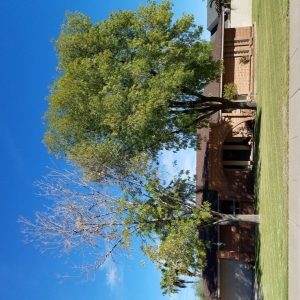 Photo of Organic Landscape Service