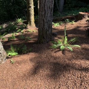Photo of Bark Blowers
