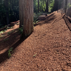 Photo of Bark Blowers