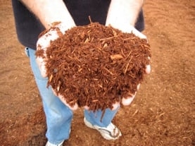 Photo of Bark Blowers