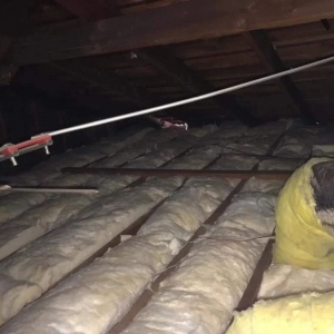 Photo of Rodent Solution