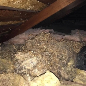 Photo of Rodent Solution