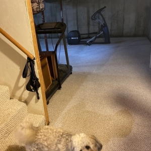 Photo of Amcho Carpet Cleaning