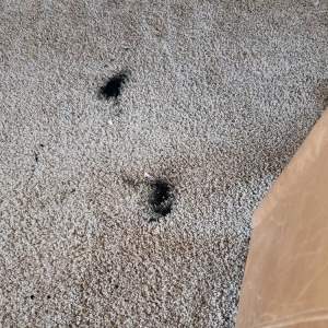 Photo of Cort Carpet Cleaning