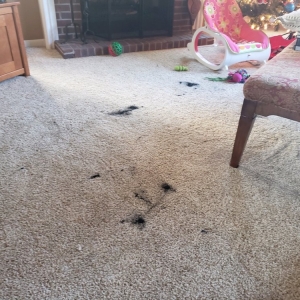 Photo of Cort Carpet Cleaning