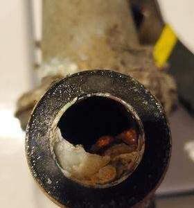 Photo of Plumbing Dog