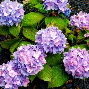 Circleville Breiner's Lawn and Landscape