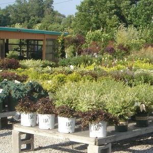 Photo of Allen Landscape Centre