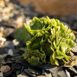 Photo of Nature Designs Landscaping
