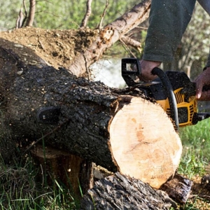 Photo of Cutting Edge Tree and Lawn