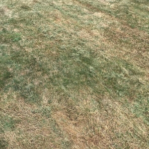 Photo of Emerald Rich Lawns