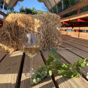 Photo of Rancho Guejito Vineyard