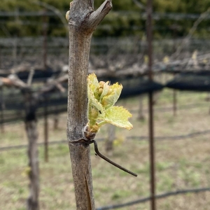 Photo of Rancho Guejito Vineyard