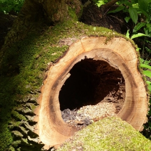 Photo of Los Angeles CA Tree Service