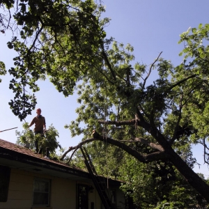 Photo of Los Angeles CA Tree Service