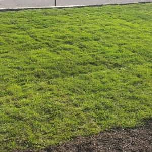 Ringwood O&M Landscape