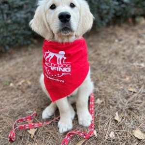 Photo of Mighty Dog Roofing - Atlanta
